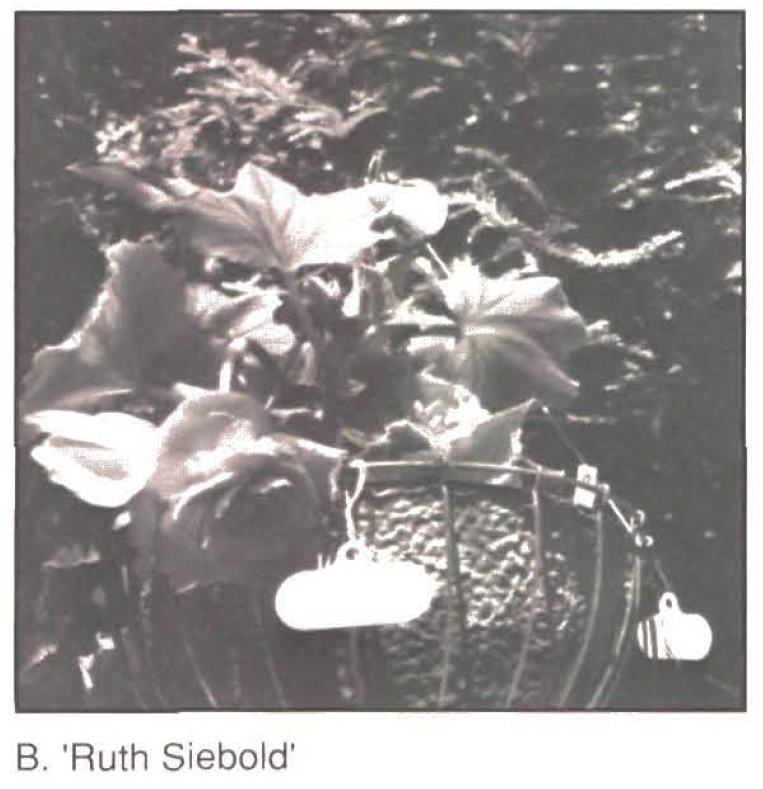 B. ‘Ruth Siebold’